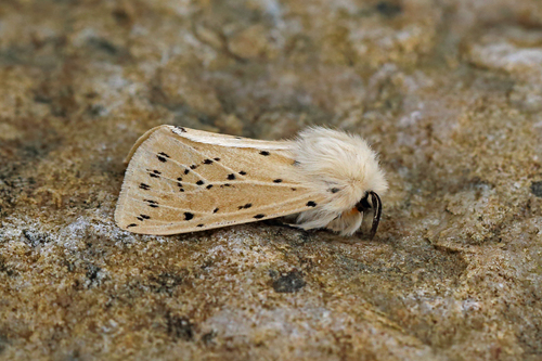 White Ermine