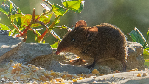 Shrew Gymnure (Neotetracus sinensis) — Least Concern Mammalia