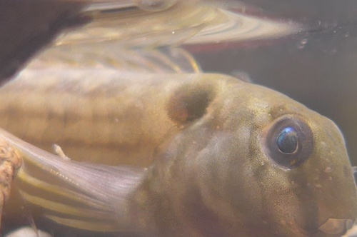 Muzzled blenny (Omobranchus punctatus) — Blenniidae — 4