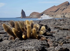 Brachycereus nesioticus