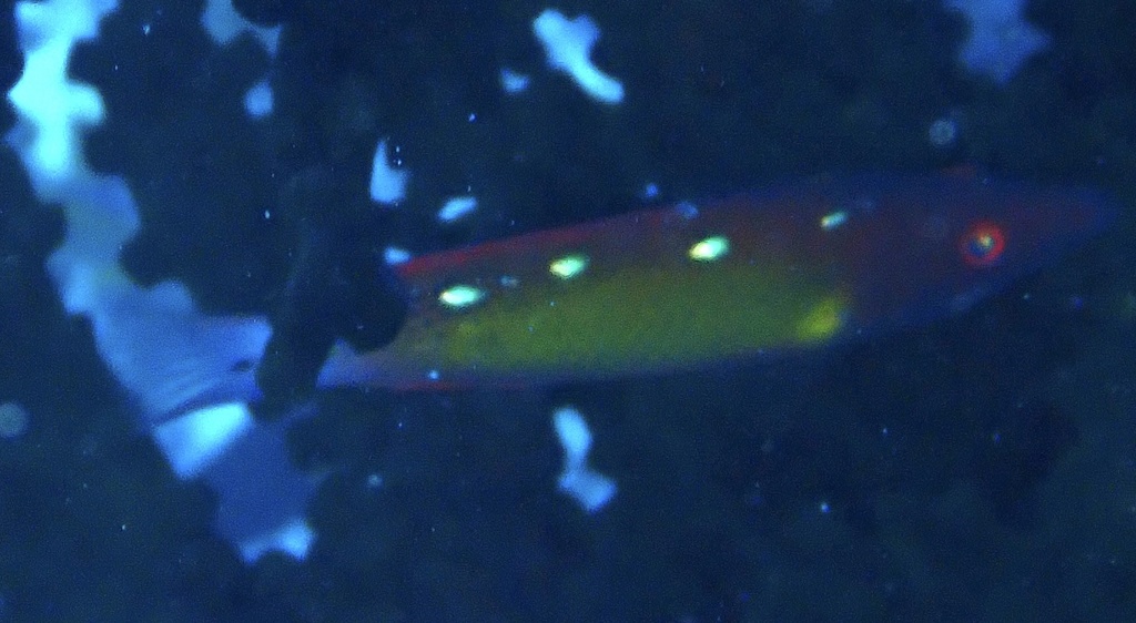 Diana's hogfish