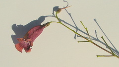 Jacaranda jasminoides