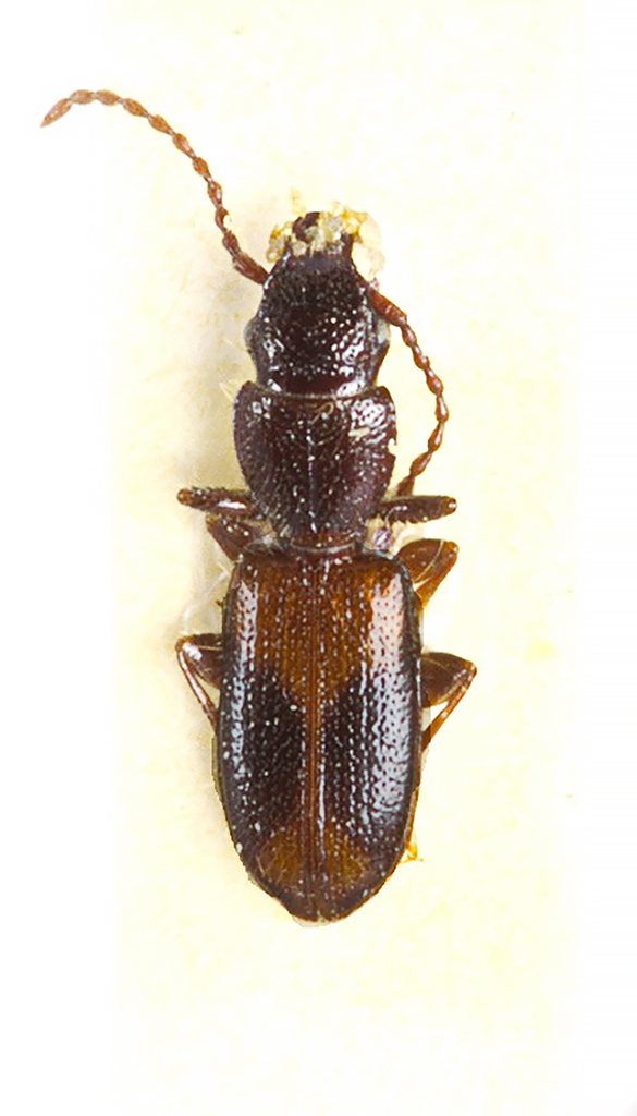 Cymbionotum