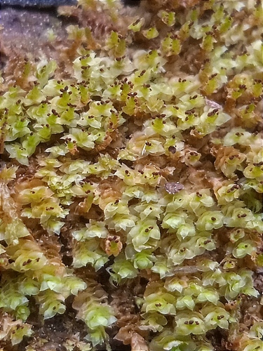 Scapania apiculata