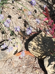 Sceloporus occidentalis