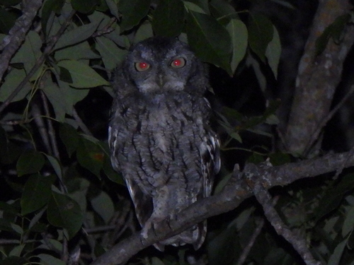 Eastern Screech-Owl photographed in Texas