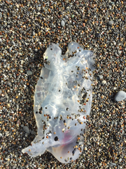 Vagina Salp photo 5