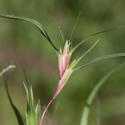 Red Flinders Grass