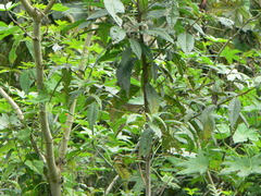 Basileuterus tristriatus