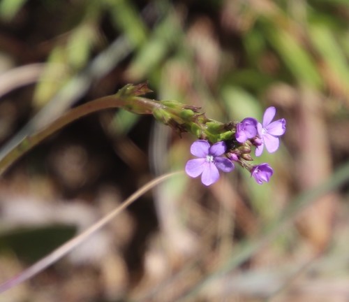 Buchnera simplex (Buchnera simplex)