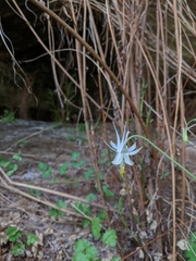 Aquilegia coerulea