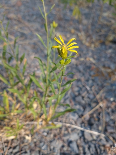 Image of Columbiadoria hallii by no rights reserved