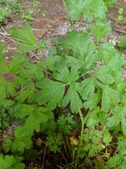 Aquilegia coerulea