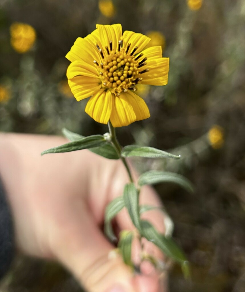 Pappobolus argenteus