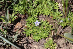 Craterocapsa tarsodes