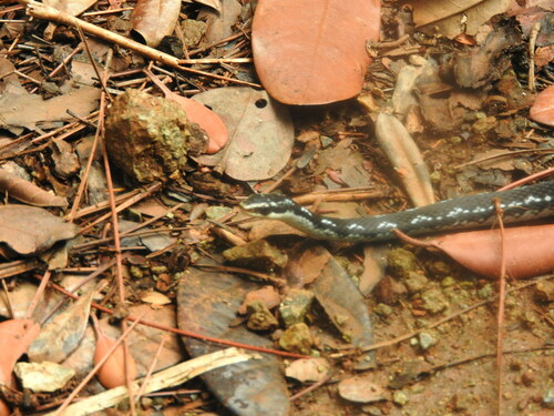 Cuban Lesser Racer