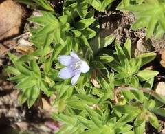 Craterocapsa tarsodes
