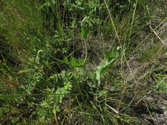 Microseris laciniata leptosepala