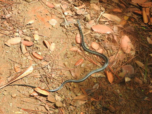 Cuban Lesser Racer