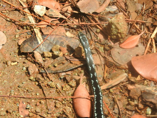 Cuban Lesser Racer