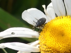 Odontocorynus