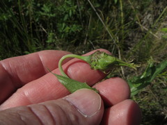 Microseris laciniata leptosepala