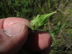 Microseris laciniata leptosepala