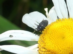Odontocorynus