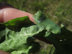 Microseris laciniata leptosepala