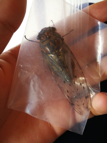 Macrosemia umbrata