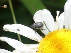 Odontocorynus