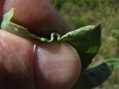Microseris laciniata leptosepala