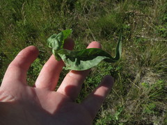 Microseris laciniata leptosepala