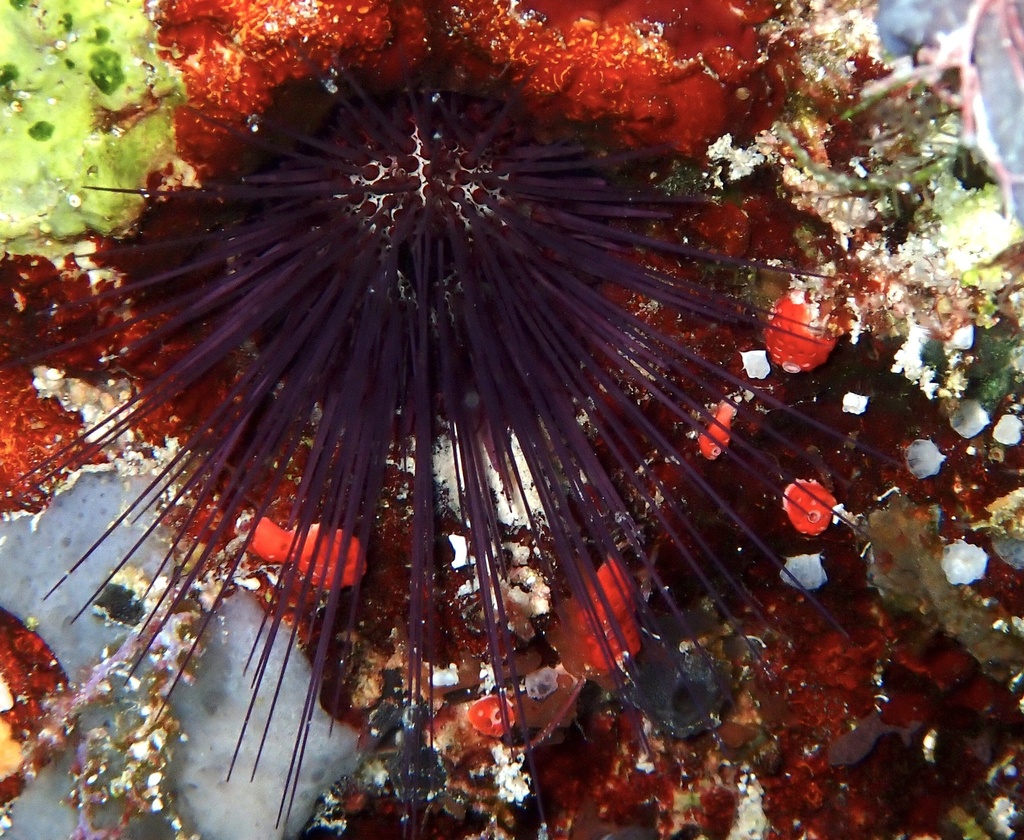 Echinostrephus molaris