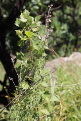 Syncolostemon cinereus