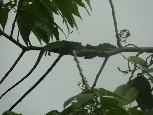 Baracoa Anole, Anolis baracoae
