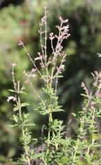Syncolostemon cinereus