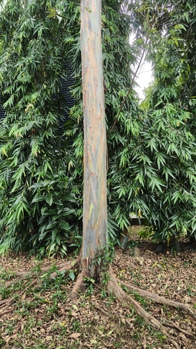 Image of Eucalyptus deglupta by (c) T, R.E.X., some rights reserved (CC BY)