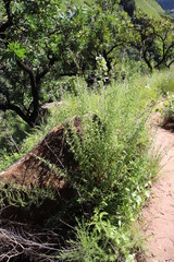 Syncolostemon cinereus