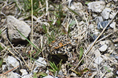 Anaxyrus canorus