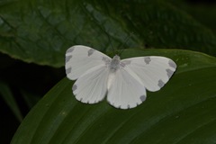 Hermathena candidata