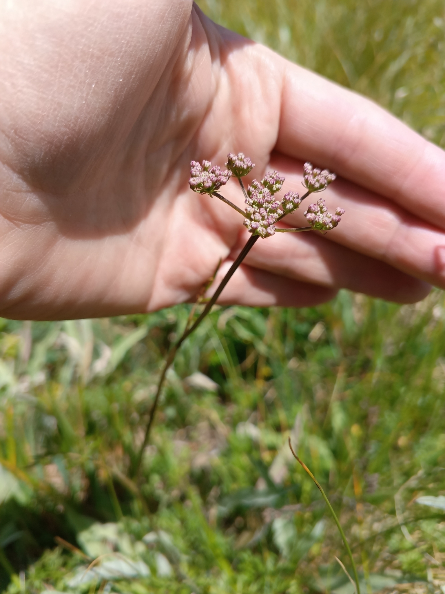 Carum caucasicum