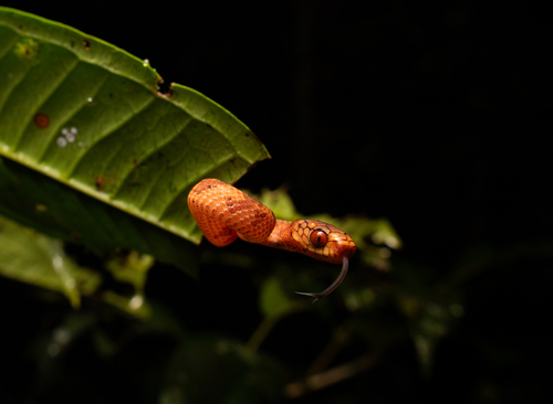Sumatran Slug Snake