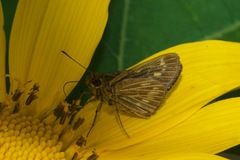 Vehilius celeus