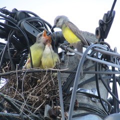 Tyrannus melancholicus