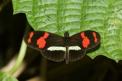 Heliconius telesiphe