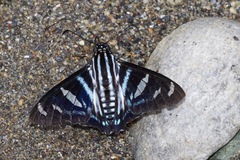 Jemadia hewitsonii