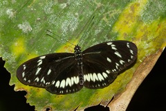 Heliconius hecuba