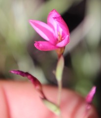 Hesperantha scopulosa