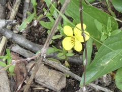 Viola nuttallii